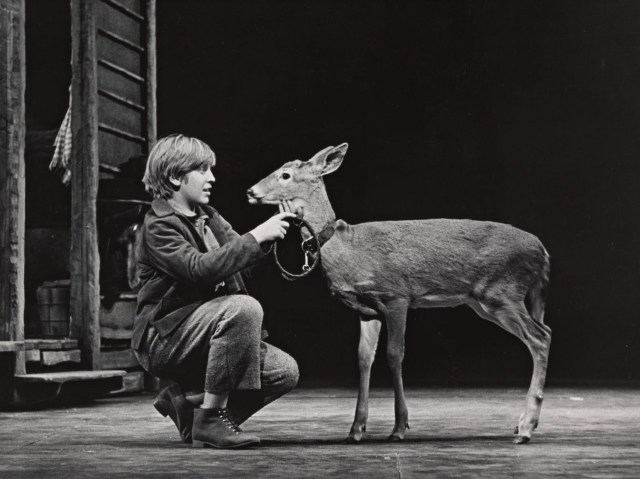 Steve Sanders as Jody Baxter in The Yearling (Photo credit: Friedman-Abeles)